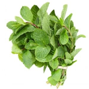 Mint/ पुदिना