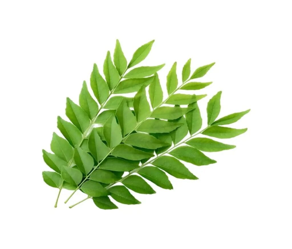 Curry Leaves/ कढीपत्ता जुडी