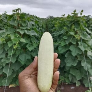 Cucumber (White Skin)/ काकडी