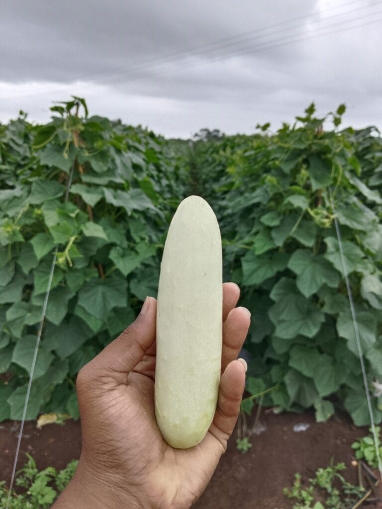 Cucumber (White Skin)/ काकडी