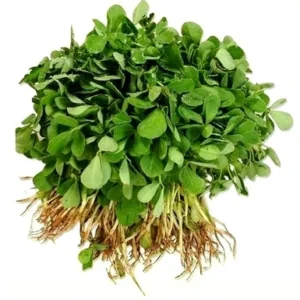 Fenugreek/ मेथी