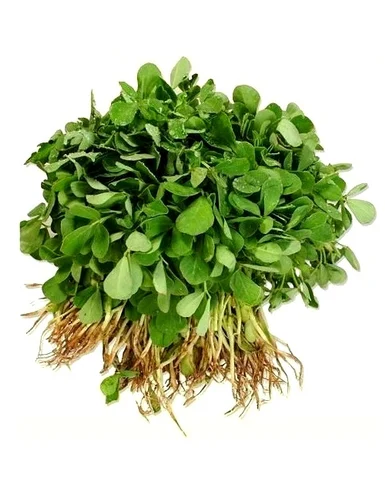 Fenugreek/ मेथी